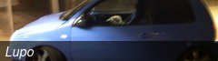 Lupo
