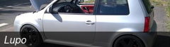 Lupo